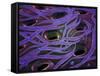 Conceptual Image of Lactobacillus Acidophilus-null-Framed Stretched Canvas