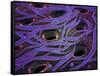 Conceptual Image of Lactobacillus Acidophilus-null-Framed Stretched Canvas