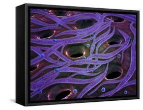 Conceptual Image of Lactobacillus Acidophilus-null-Framed Stretched Canvas
