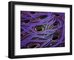 Conceptual Image of Lactobacillus Acidophilus-null-Framed Art Print