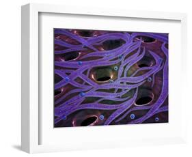 Conceptual Image of Lactobacillus Acidophilus-null-Framed Art Print