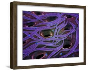 Conceptual Image of Lactobacillus Acidophilus-null-Framed Art Print