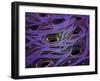 Conceptual Image of Lactobacillus Acidophilus-null-Framed Art Print