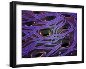 Conceptual Image of Lactobacillus Acidophilus-null-Framed Art Print