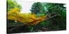 Conceptual Image of Landscape-Clive Nolan-Stretched Canvas