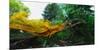 Conceptual Image of Landscape-Clive Nolan-Mounted Photographic Print