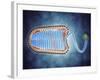 Conceptual Image of Lyssavirus-null-Framed Art Print