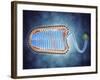 Conceptual Image of Lyssavirus-null-Framed Art Print