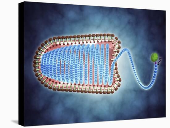 Conceptual Image of Lyssavirus-null-Stretched Canvas