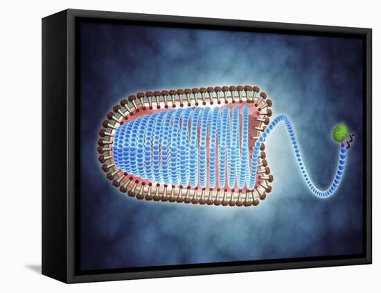 Conceptual Image of Lyssavirus-null-Framed Stretched Canvas