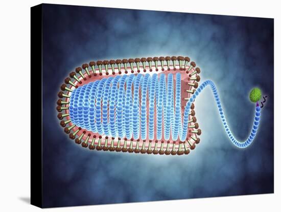 Conceptual Image of Lyssavirus-null-Stretched Canvas