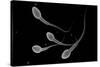 Conceptual Image of Male Sperm-null-Stretched Canvas