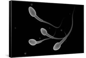 Conceptual Image of Male Sperm-null-Framed Stretched Canvas