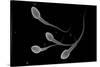Conceptual Image of Male Sperm-null-Stretched Canvas