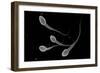 Conceptual Image of Male Sperm-null-Framed Premium Giclee Print