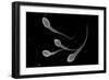 Conceptual Image of Male Sperm-null-Framed Premium Giclee Print