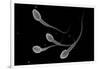 Conceptual Image of Male Sperm-null-Framed Art Print