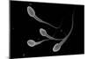 Conceptual Image of Male Sperm-null-Mounted Art Print