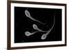 Conceptual Image of Male Sperm-null-Framed Art Print