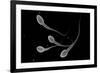 Conceptual Image of Male Sperm-null-Framed Art Print