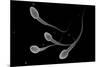 Conceptual Image of Male Sperm-null-Mounted Art Print