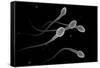 Conceptual Image of Male Sperm-null-Framed Stretched Canvas