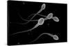 Conceptual Image of Male Sperm-null-Stretched Canvas