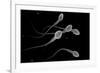 Conceptual Image of Male Sperm-null-Framed Art Print