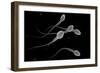 Conceptual Image of Male Sperm-null-Framed Art Print