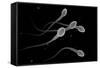 Conceptual Image of Male Sperm-null-Framed Stretched Canvas