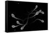 Conceptual Image of Male Sperm-null-Framed Stretched Canvas