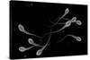 Conceptual Image of Male Sperm-null-Stretched Canvas