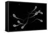 Conceptual Image of Male Sperm-null-Framed Stretched Canvas