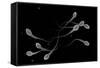 Conceptual Image of Male Sperm-null-Framed Stretched Canvas