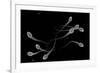 Conceptual Image of Male Sperm-null-Framed Art Print