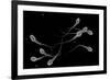 Conceptual Image of Male Sperm-null-Framed Art Print