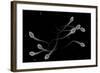 Conceptual Image of Male Sperm-null-Framed Art Print