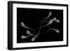 Conceptual Image of Male Sperm-null-Framed Premium Giclee Print