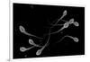 Conceptual Image of Male Sperm-null-Framed Art Print