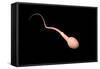 Conceptual Image of Male Sperm-null-Framed Stretched Canvas