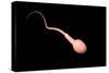 Conceptual Image of Male Sperm-null-Stretched Canvas