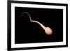Conceptual Image of Male Sperm-null-Framed Art Print