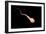 Conceptual Image of Male Sperm-null-Framed Art Print