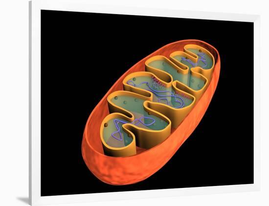 Conceptual Image of Mitochondria-null-Framed Art Print