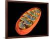 Conceptual Image of Mitochondria-null-Framed Art Print