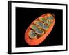 Conceptual Image of Mitochondria-null-Framed Art Print