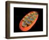 Conceptual Image of Mitochondria-null-Framed Art Print