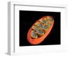 Conceptual Image of Mitochondria-null-Framed Art Print