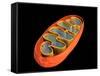 Conceptual Image of Mitochondria-null-Framed Stretched Canvas