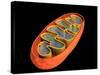 Conceptual Image of Mitochondria-null-Stretched Canvas